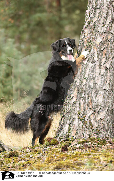 Berner Sennenhund / Bernese Mountain Dog / KB-14944