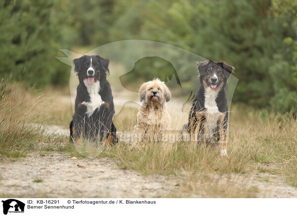 Berner Sennenhund / Bernese Mountain Dog / KB-16291