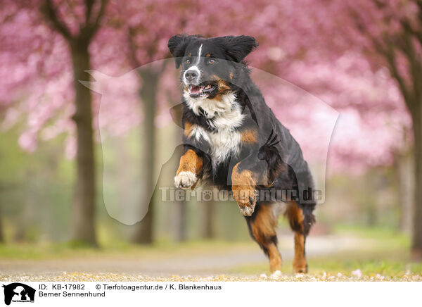 Berner Sennenhund / Bernese Mountain Dog / KB-17982