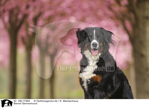 Berner Sennenhund / Bernese Mountain Dog / KB-17994
