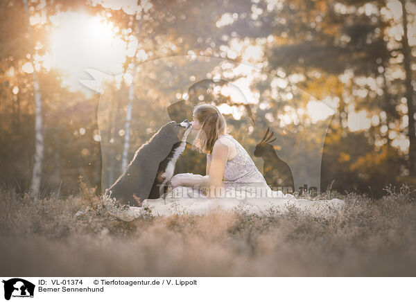 Berner Sennenhund / Bernese Mountain Dog / VL-01374
