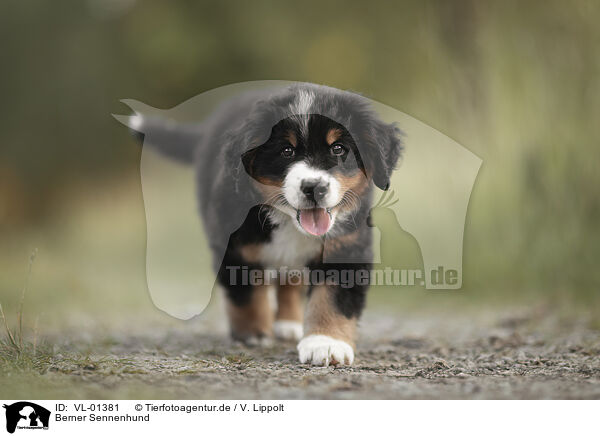 Berner Sennenhund / VL-01381
