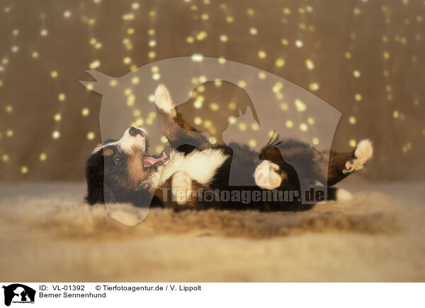 Berner Sennenhund / Bernese Mountain Dog / VL-01392