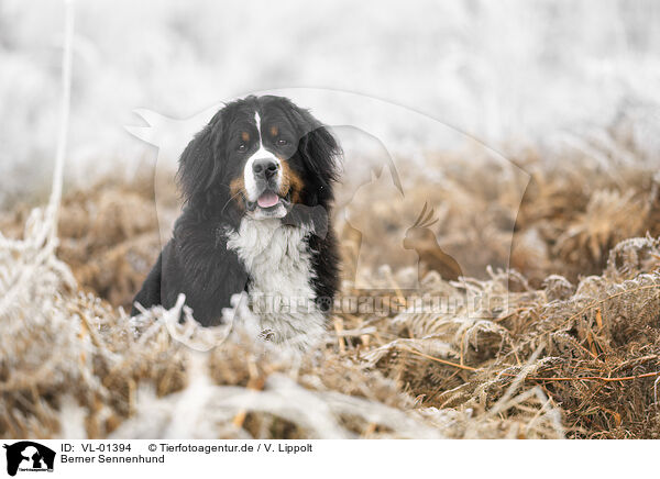 Berner Sennenhund / Bernese Mountain Dog / VL-01394