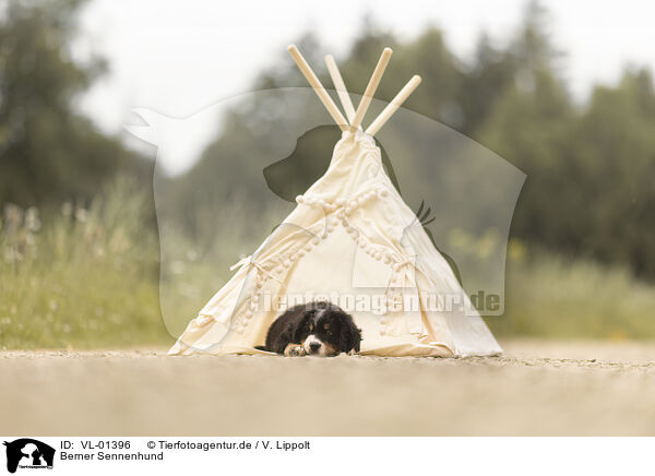 Berner Sennenhund / Bernese Mountain Dog / VL-01396