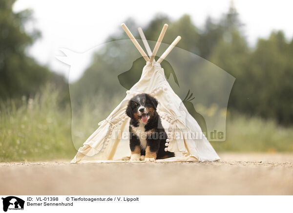 Berner Sennenhund / VL-01398