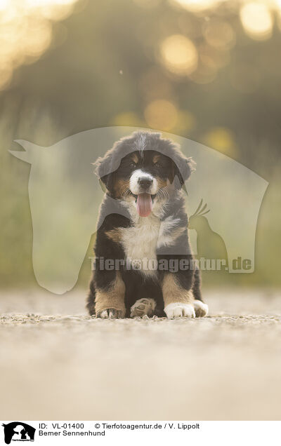 Berner Sennenhund / VL-01400