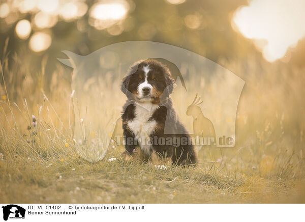 Berner Sennenhund / VL-01402