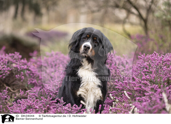 Berner Sennenhund / Bernese Mountain Dog / DH-04044