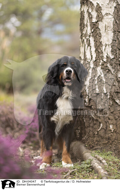 Berner Sennenhund / Bernese Mountain Dog / DH-04047