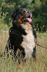 sitzender Berner Sennenhund