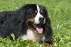 Berner Sennenhund