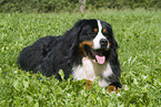 Berner Sennenhund