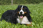 Berner Sennenhund