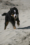 rennender Berner Sennenhund