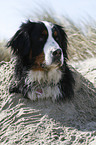 Berner Sennenhund