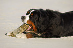 Berner Sennenhund