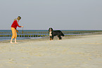 Berner Sennenhund