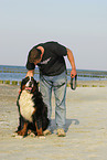 sitzender Berner Sennenhund