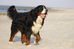 Berner Sennenhund