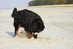 Berner Sennenhund