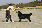 Berner Sennenhund Portrait