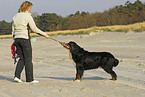 Berner Sennenhund Portrait