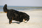 Berner Sennenhund