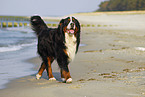 Berner Sennenhund