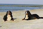 Berner Sennenhunde