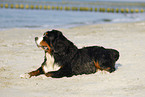 Berner Sennenhund