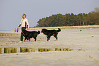 Berner Sennenhunde
