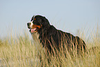 Berner Sennenhund