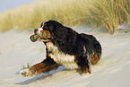 rennender Berner Sennenhund