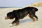 rennender Berner Sennenhund