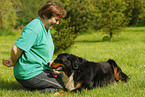 Berner Sennenhund