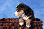 Berner Sennenhund Welpe