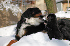 Berner Sennenhunde