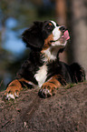 liegender junger Berner Sennenhund