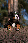 liegender junger Berner Sennenhund