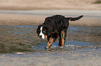 rennender junger Berner Sennenhund