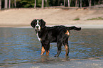 junger Berner Sennenhund