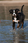 spielender junger Berner Sennenhund