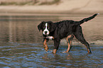 junger Berner Sennenhund