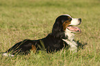 Berner Sennenhund