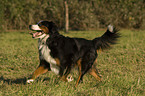 rennender Berner Sennenhund