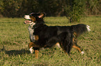 rennender Berner Sennenhund