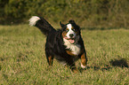 rennender Berner Sennenhund