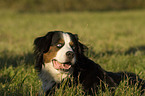 Berner Sennenhund