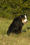 Berner Sennenhund